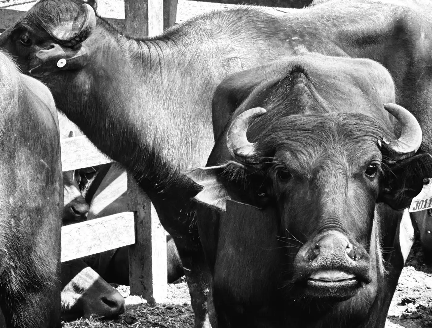 Expofeira 2026 - Animais