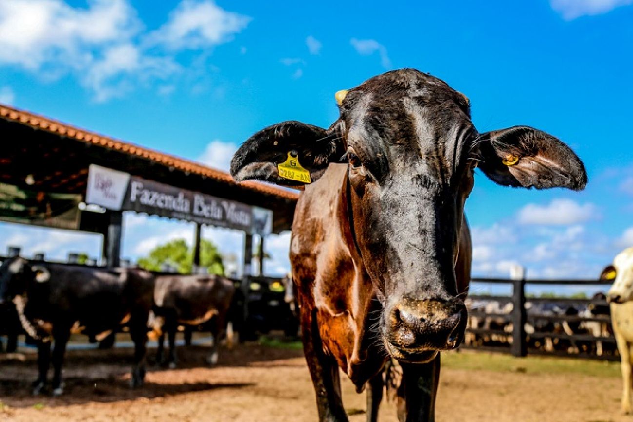 A Diagro tem até o dia 10 de dezembro para enviar todas as informações da campanha ao Ministério da Agricultura, Pecuária e Abastecimento,