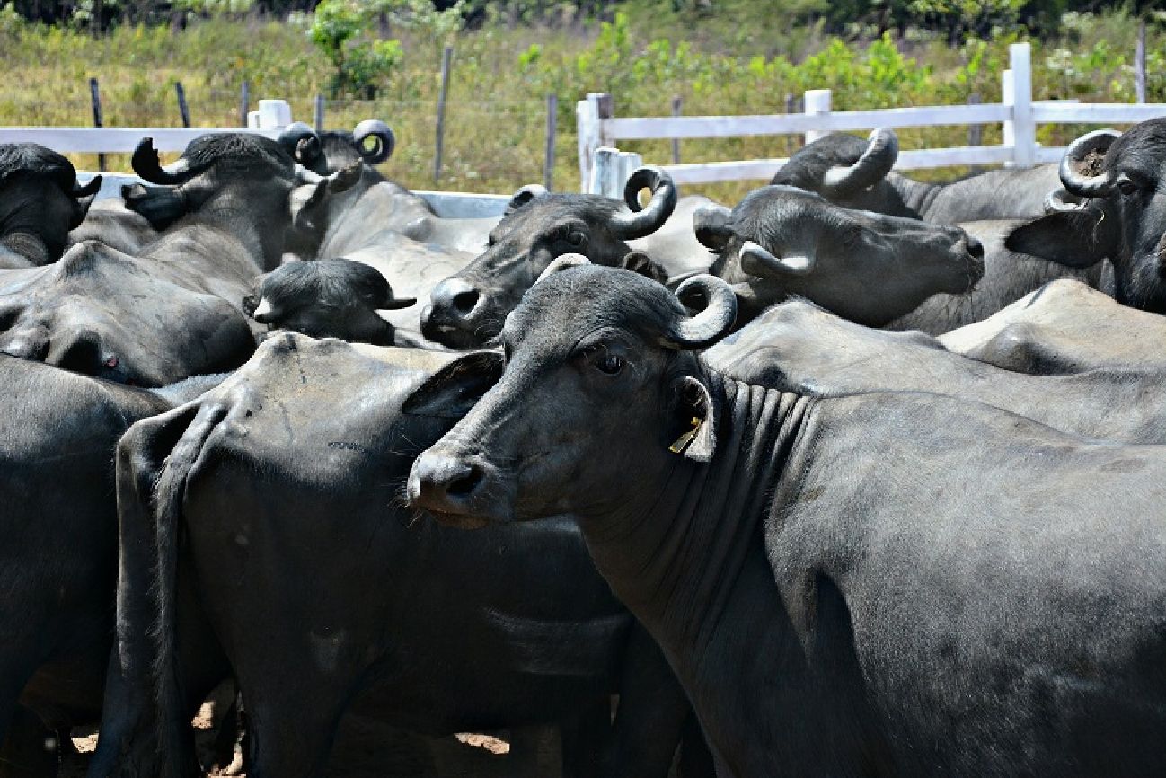 O Amapá cria atualmente 326 mil cabeças de búfalos - o segundo maior rebanho do país