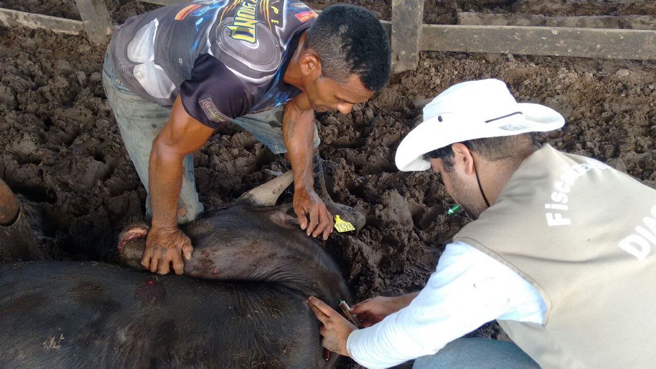 Mudança de status é mais um passo para que o Amapá possa comercializar carne para outros estados e países