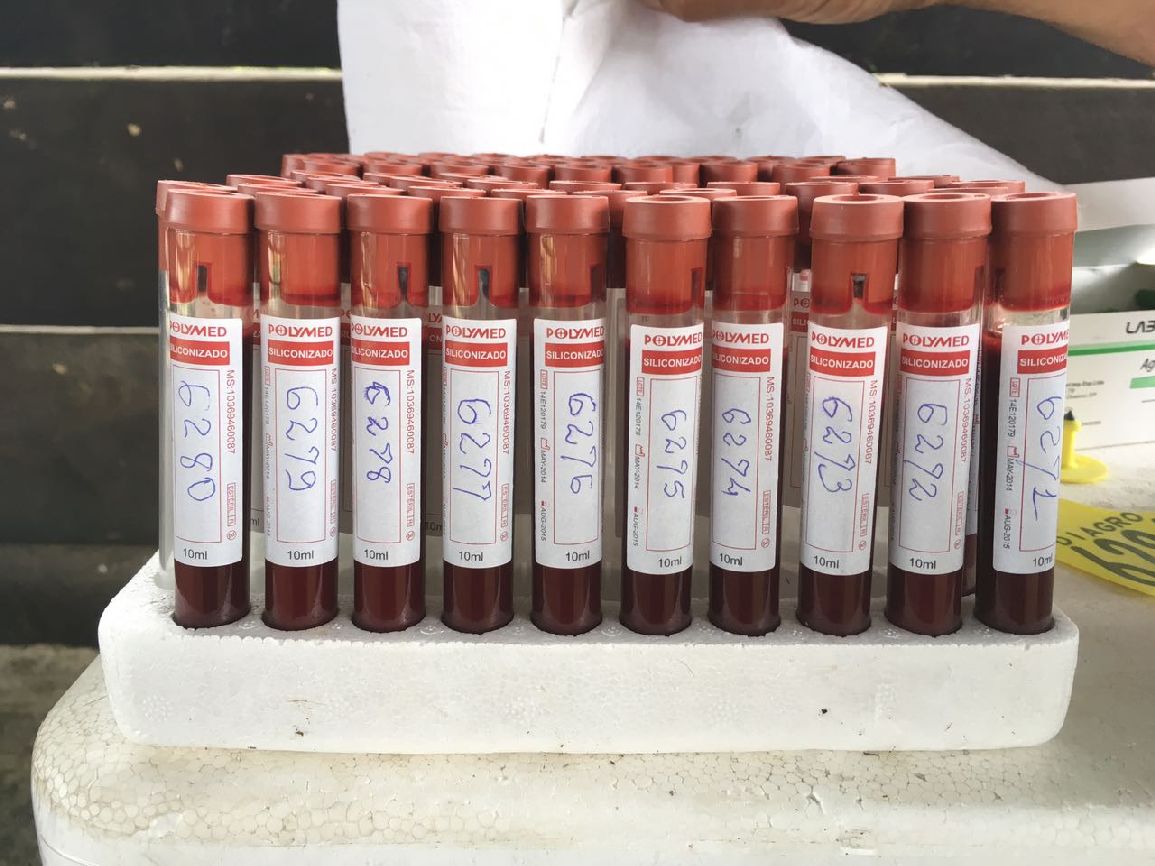 Amostras de sangue serão enviadas para um laboratório de referência em Minas Gerais