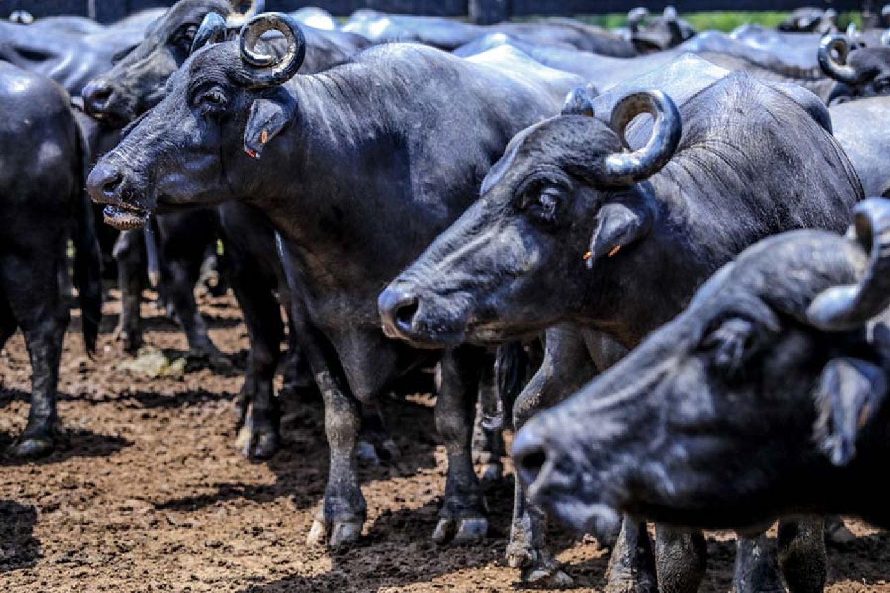 Com o certificado o Amapá poderá comercializar carne para outros estados e até para outros países
