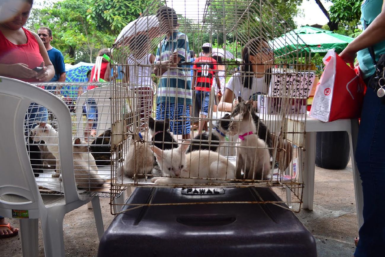 Animais que serão levados para feira de adoção foram resgatados das ruas e cuidados pela ONG