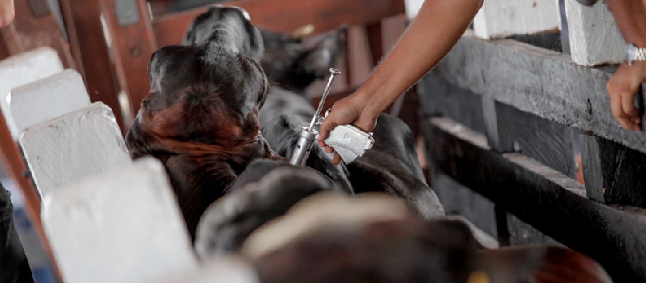 Medicina Veterinária e Zootecnia poderão ser os próximos cursos a serem criados no Amapá