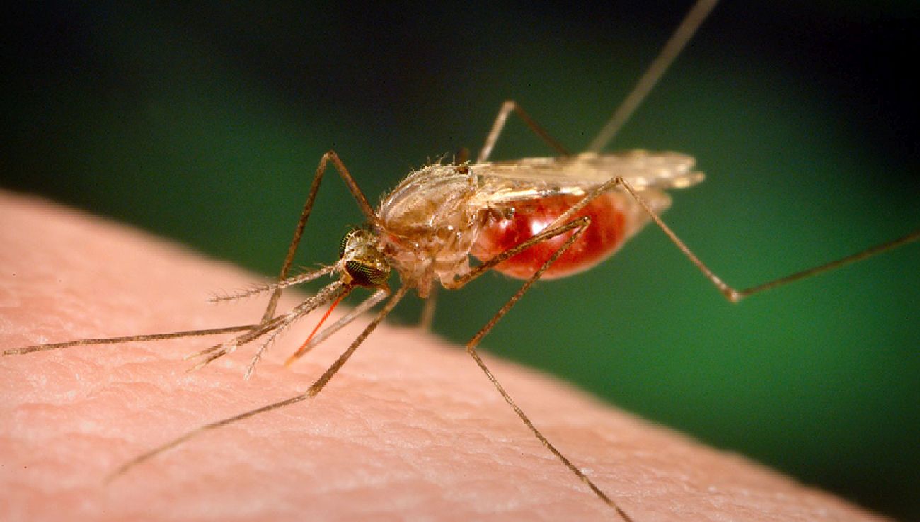 Ações em Mazagão também visam combater o mosquito transmissor da malária