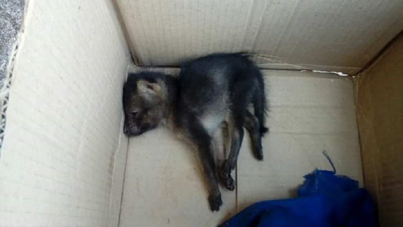 O filhote estava debilitado, apresentava uma lesão em uma das patas traseiras, que dificultava sua locomoção.