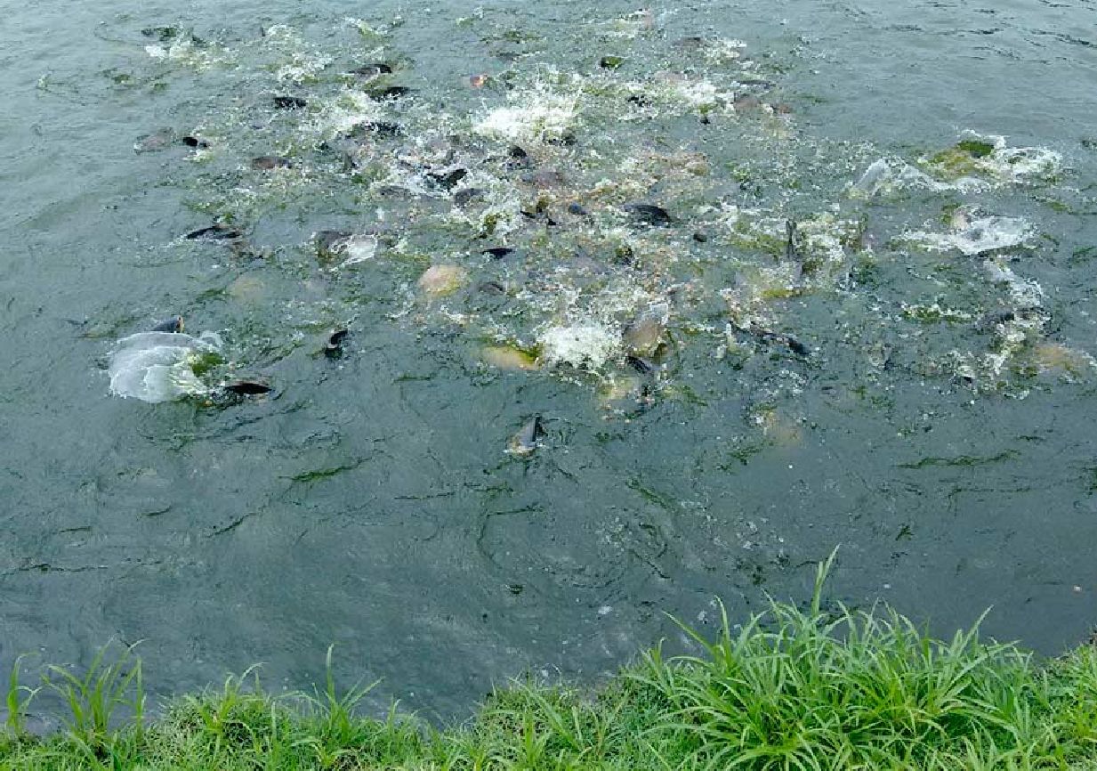 Capacitação vai ajudar piscicultores a melhorarem a produção de pescado no Estado