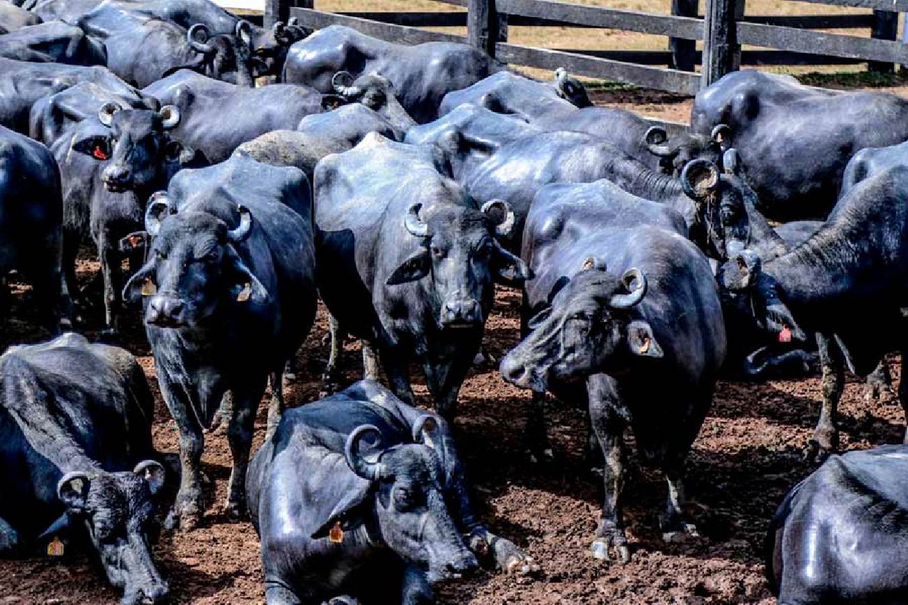 Sucesso obtido na campanha de vacinação é resultado do esforço do governo do Estado junto aos produtores