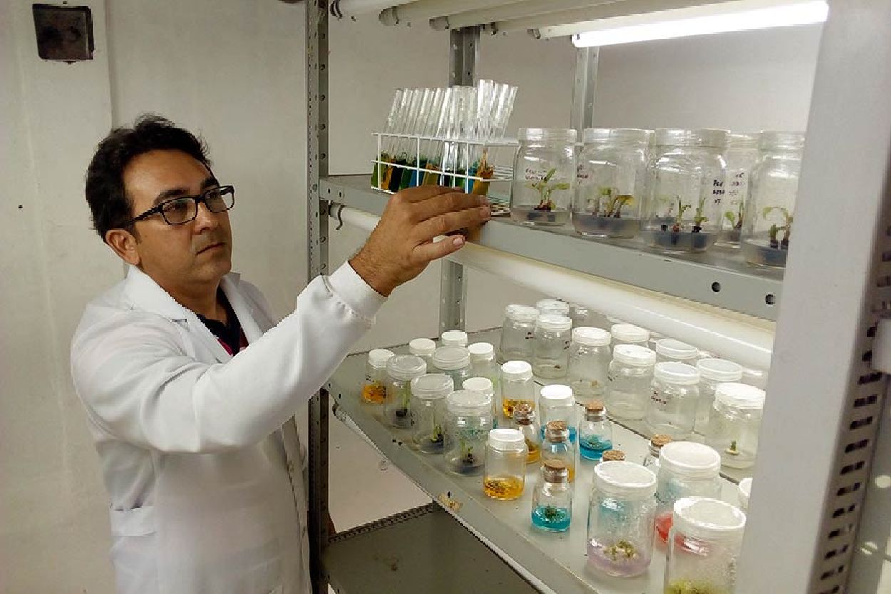 Pesquisador Marcelo Carim coordena o laboratório onde são produzidas as mudas de várias espécies