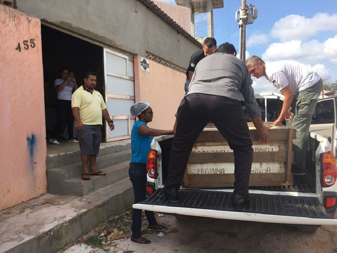 Segundo o Imap, as cubas são enviadas de ilhas do Pará por terceiros até Santana, onde alguém fica responsável pela retirada do peixe