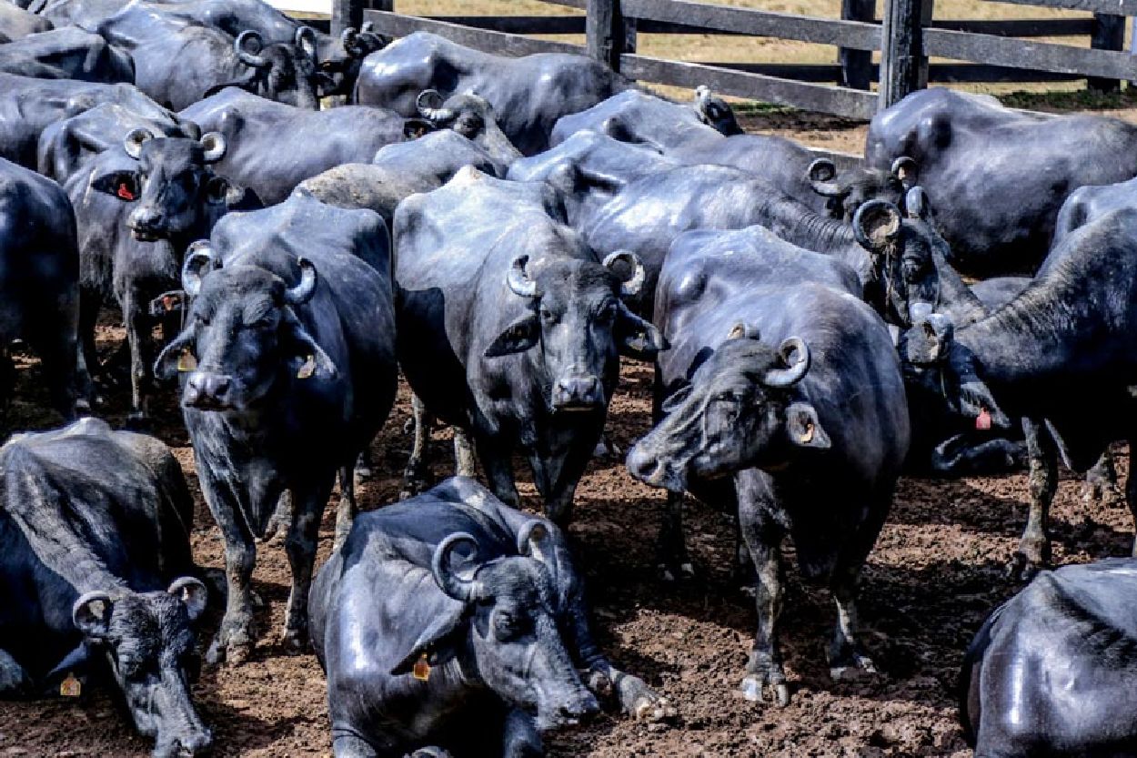 1ª ExpoBúfalo vai apresentar potencial da criação bubalina do Amapá