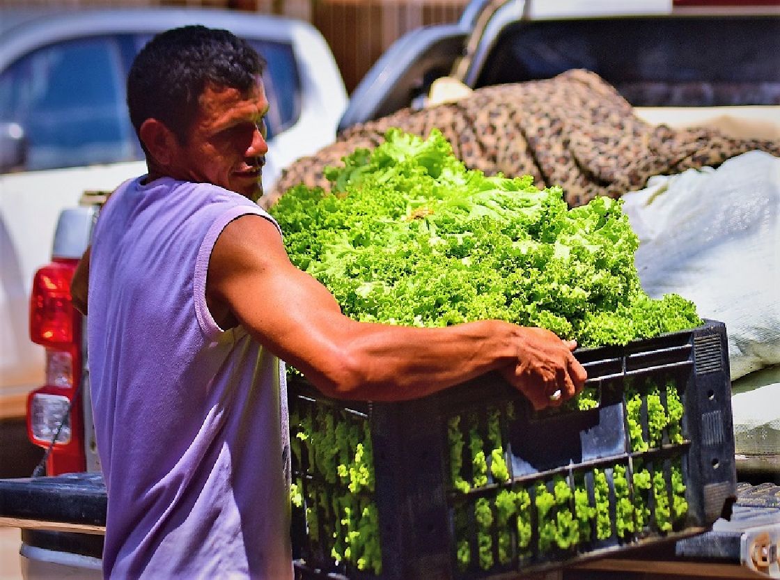 O governo compra alimentos dos agricultores e encaminha para entidades que comprovam o atendimento de pessoas em situação de insegurança alimentar e nutricional.