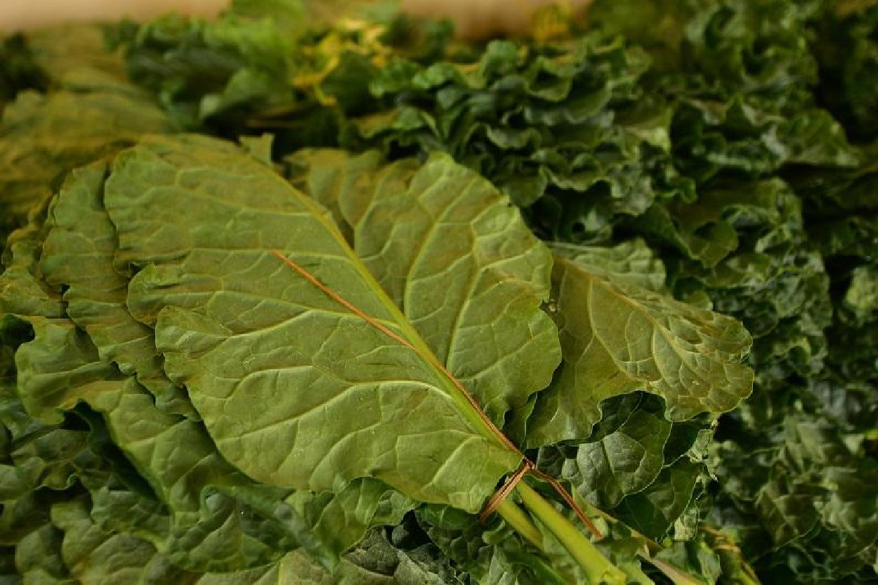 Entre os produtos comercializados estão o cupuaçu, acerola, mamão, abóbora, abacaxi, verduras, legumes e derivados da mandioca.
