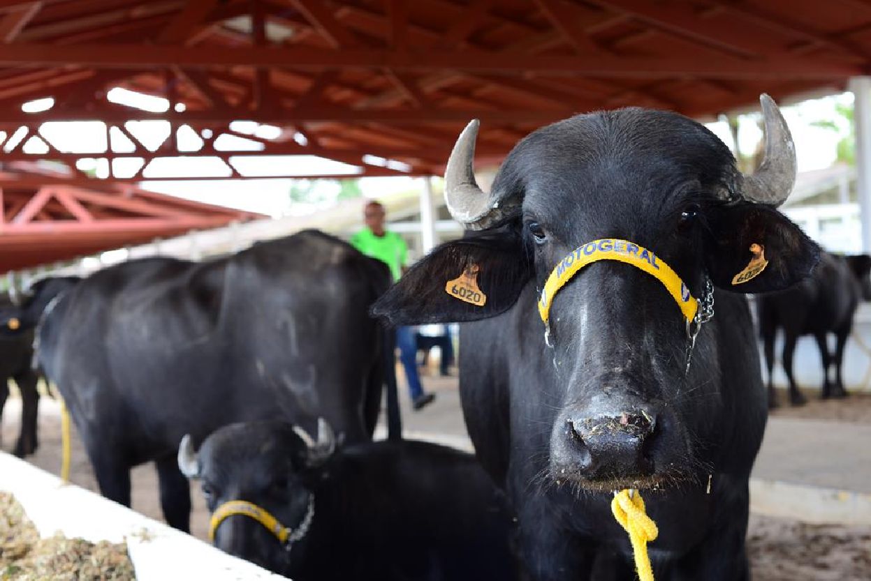 Técnicos da Diagro passam por constantes treinamentos para atuarem no controle e combate das zoonoses