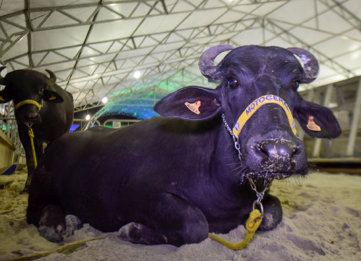 Haverá espaço para a venda de animais na programação da ExpoVale
