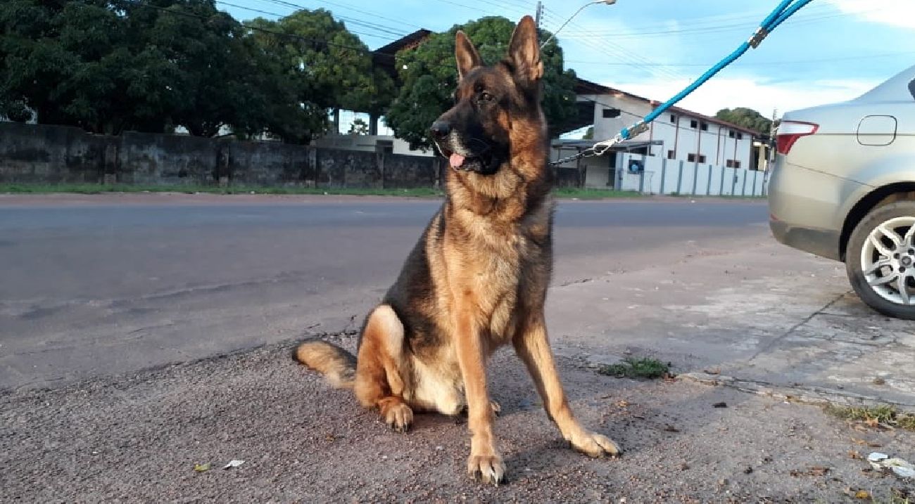 Veterinários orientam o uso de coleiras em cães com venenos específicos que repelem o inseto vetor da leishmaniose