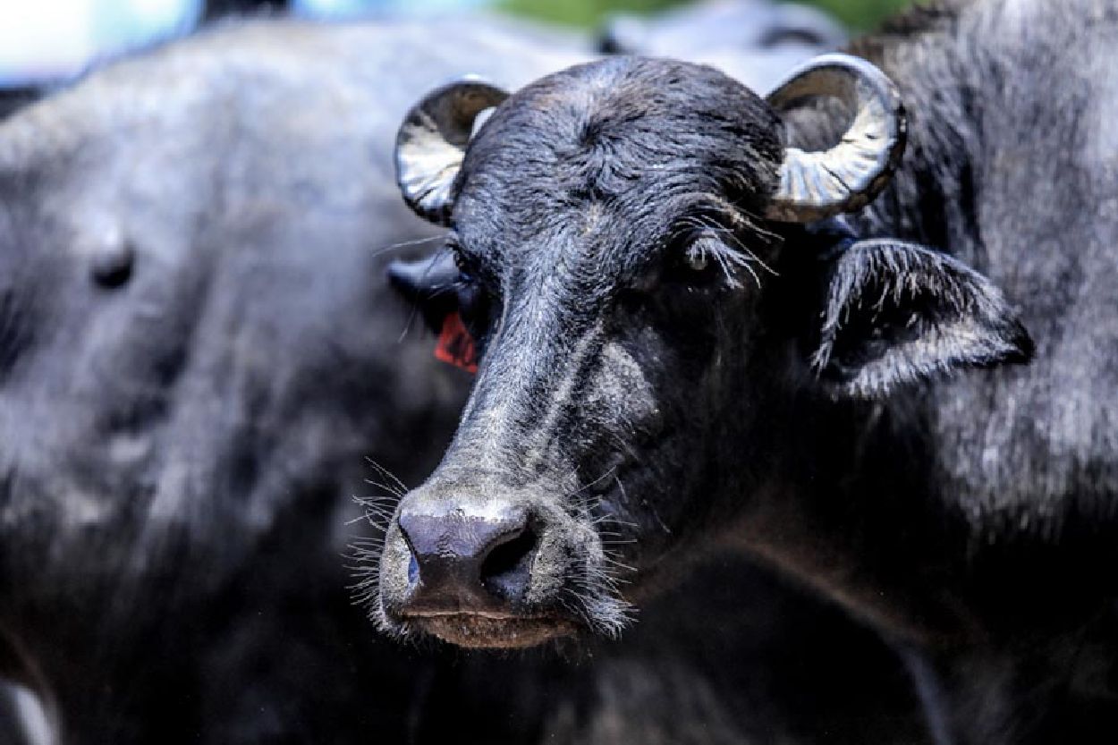 Amapá é o segundo maior produtor de búfalos do país e trabalha no melhoramento da cadeia produtiva