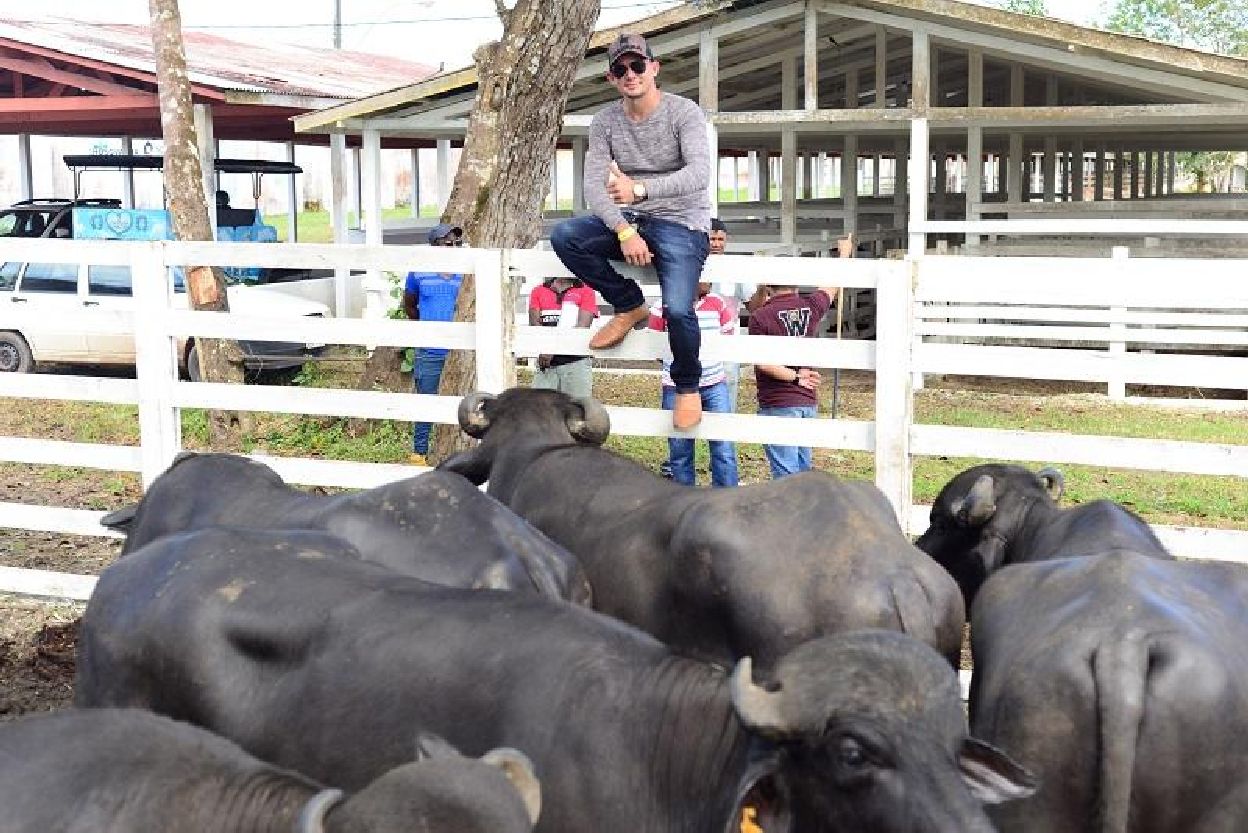 Haverá espaço para a venda de animais, assim como na 1ª ExpoBúfalo, em Macapá, quando o fazendeiro, Erivelton Aranaha, comprou 15 búfalos para aumentar o rebanho que possui em Mazagão