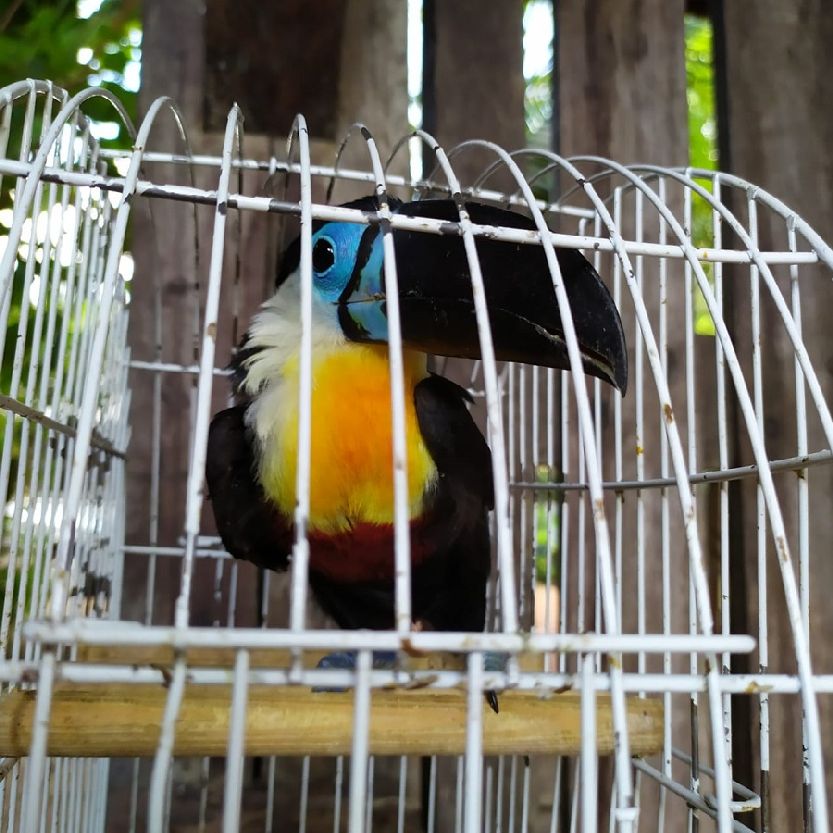 Ave silvestre é da espécie Ramphastos vitellinus Ariel, também conhecida como tucano-de-bico-preto