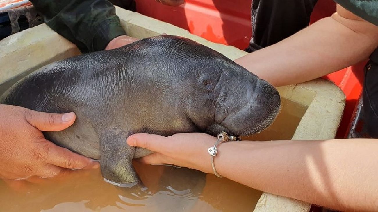 Sem a mãe, filhote estava desidratado e com fome.
