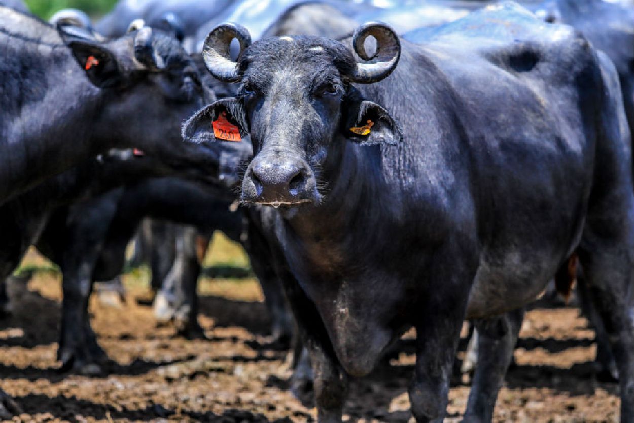 Programação terá leilão e o tradicional rodeio