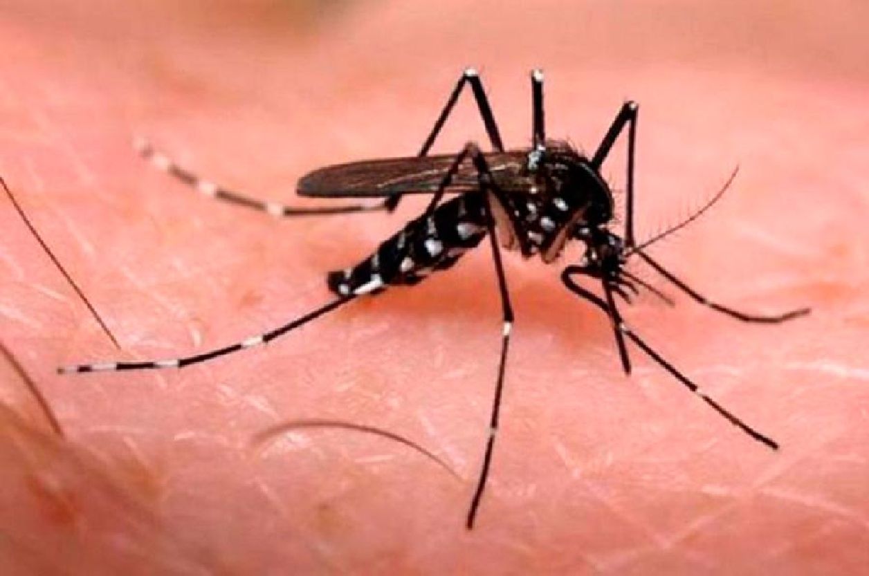 Medidas adotadas pelo Governo do Amapá resultaram na redução de casos de doenças transmitidas pelo Aedes aegypti