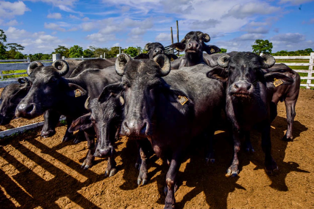 Durante o leilão, serão apresentados entre 20 a 25 lotes de animais para comercialização