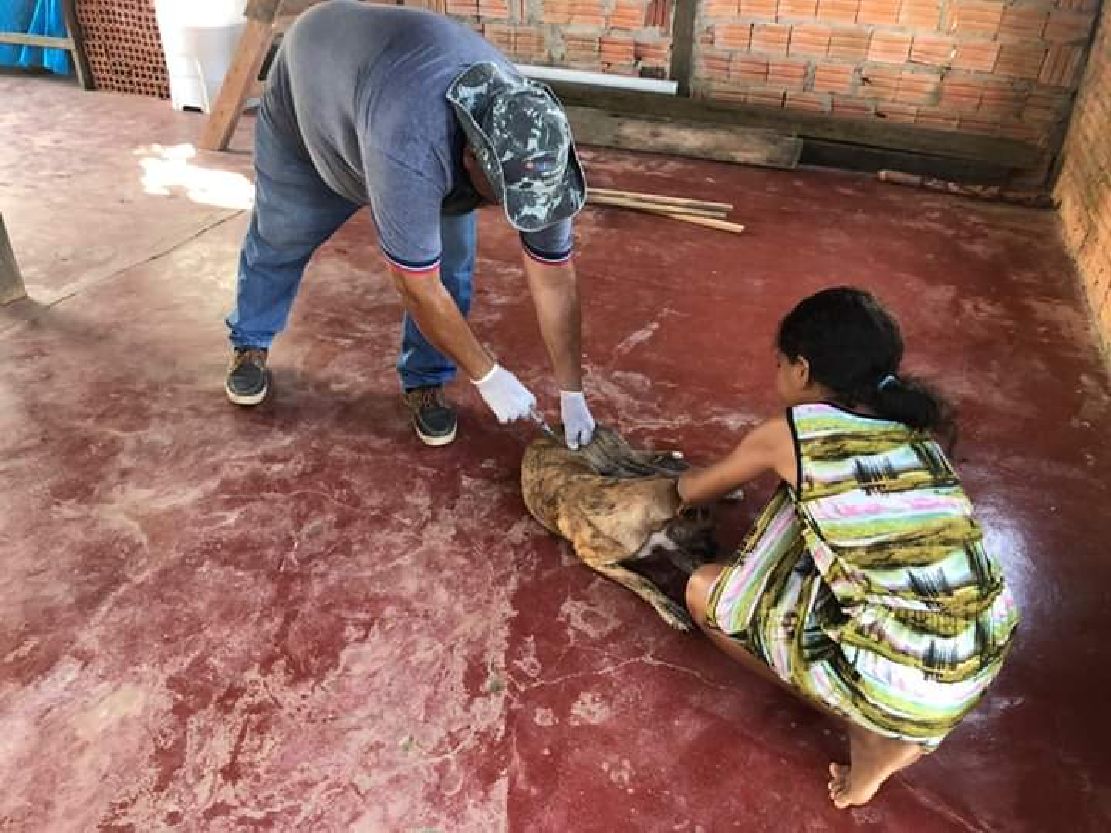 Entre as ações integradas está a vacinação antirrábica em cães e gatos
