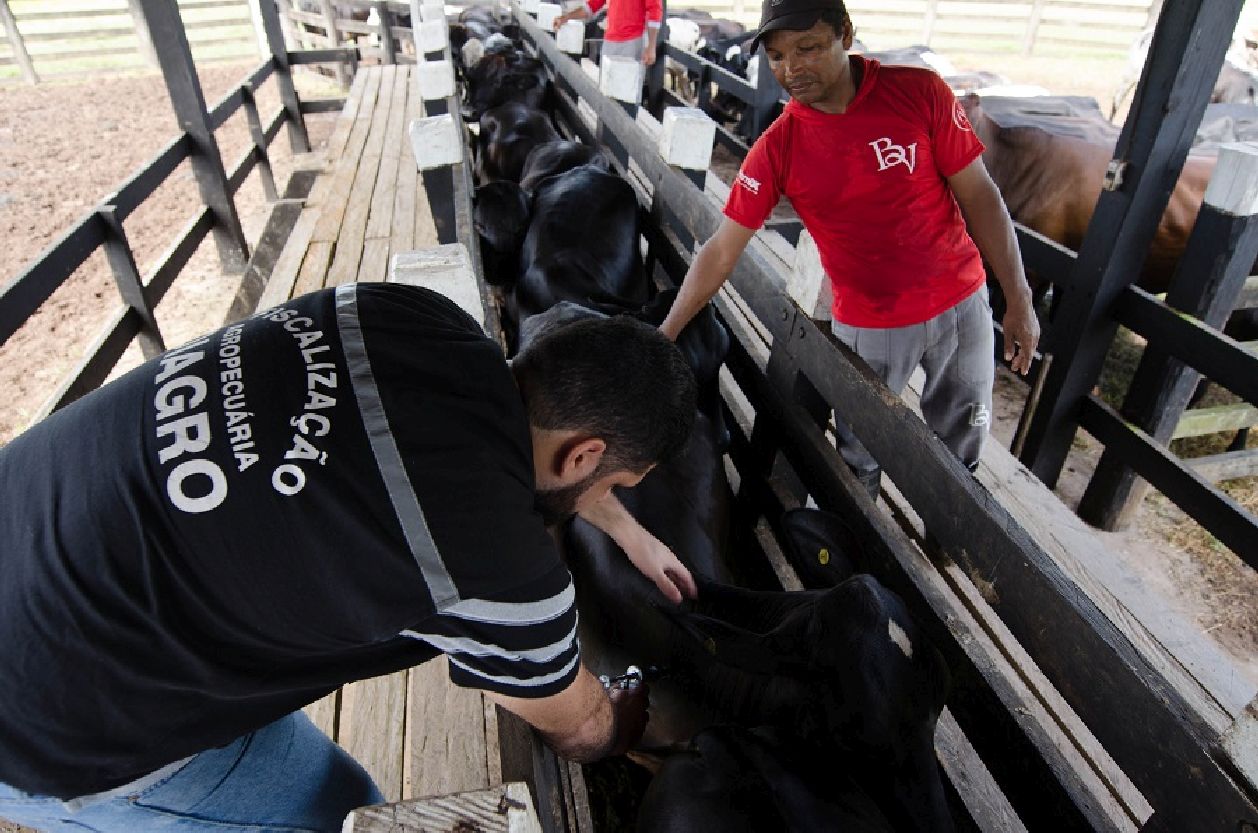 A vacina seguirá o mesmo tipo do ano passado, ou seja, vacina bivalente com dose de 2 ml, e todos os bovinos e bubalinos precisam ser vacinados