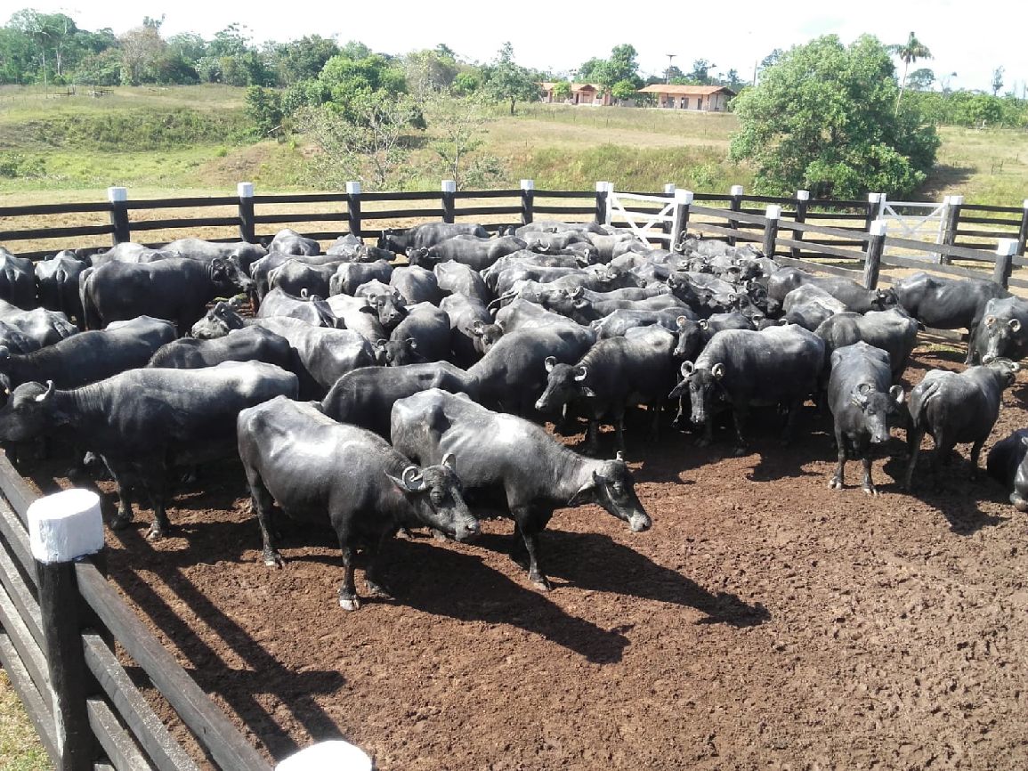 Rebanho bubalino do Amapá é o segundo maior do Brasil, só ficando atrás do estado do Pará