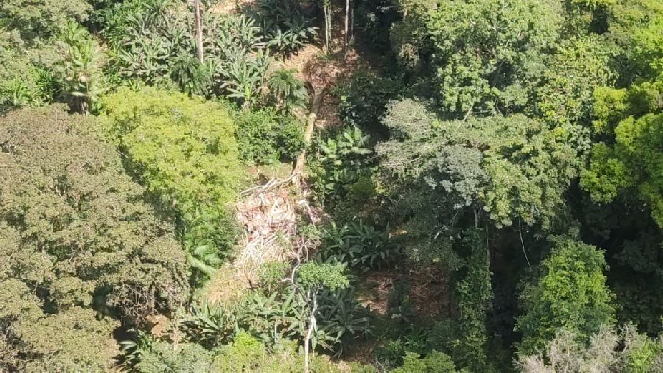 Seis pessoas foram à óbito com a queda da árvore