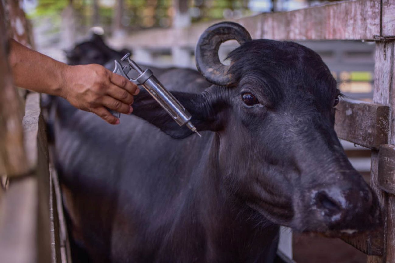 A população bovina do Amapá em vacinação