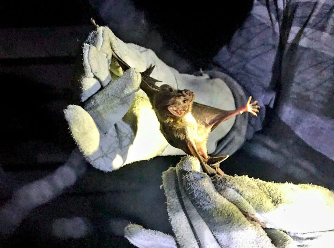 Após captura-los os técnicos analisam os animais e passam uma pasta chamada vampiricida, que depois de sete a dez dias os morcegos morrem devido ao feito do produto.