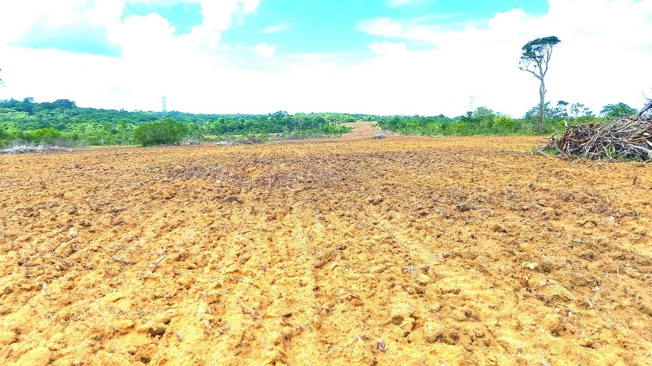 A terra está recebendo os serviços de adubação com calcário e nas próximas semanas deverá iniciar o plantio das raízes.