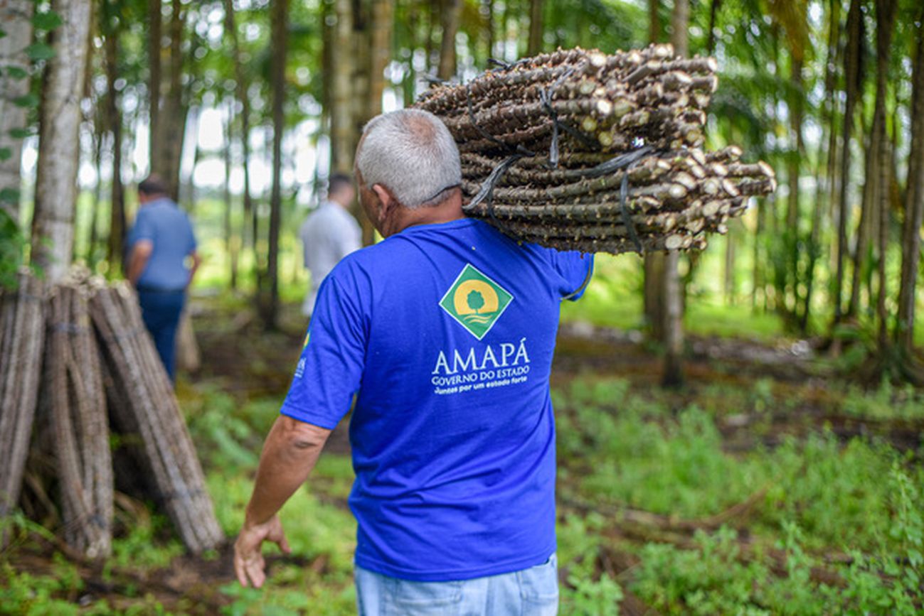 Atualmente, a produção de um hectare de raízes de mandioca pode gerar uma renda de até R$ 20 mil de farinha.