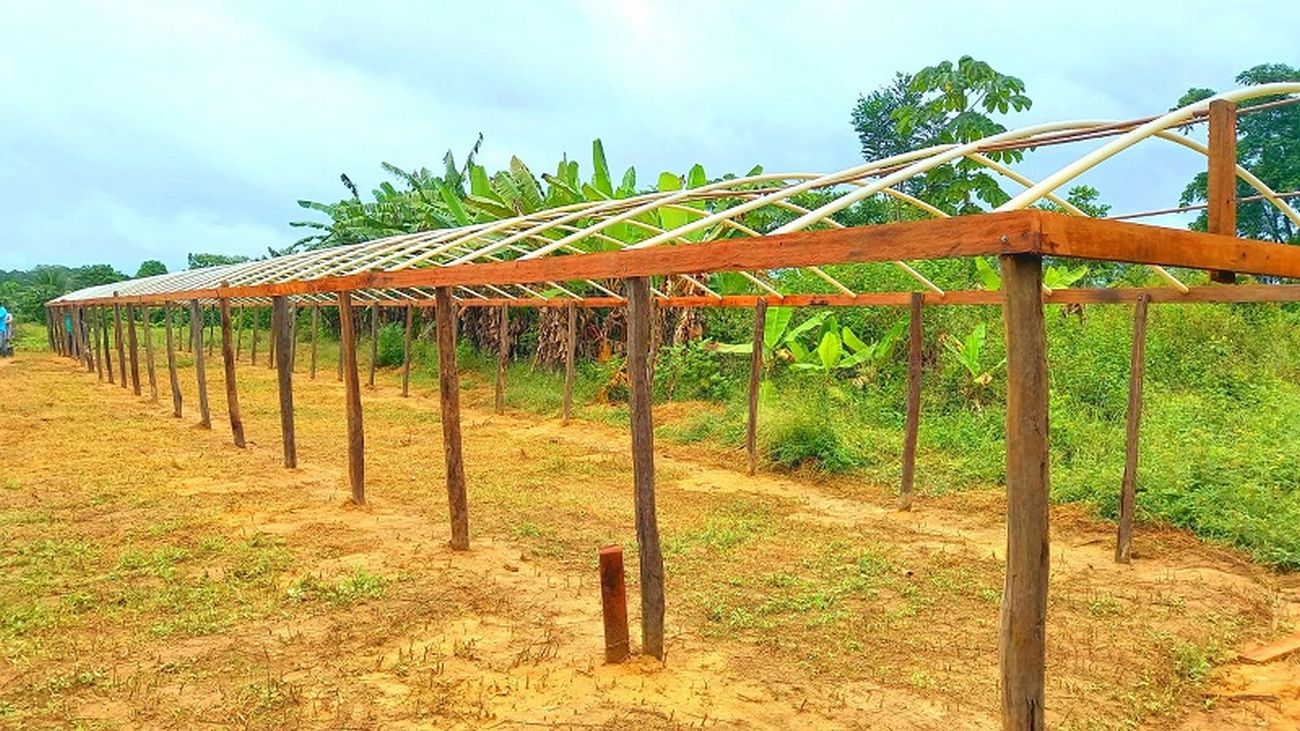 As estufas serão construídas para o plantio das hortaliças e terão o objetivo de manter a produção no período de chuvas.