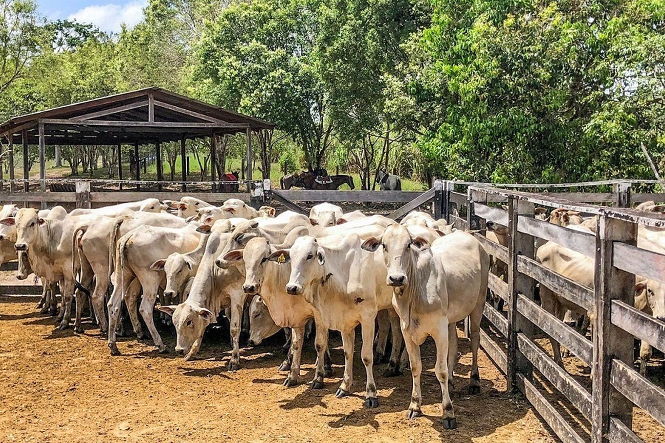 Os produtores podem declarar a vacinação até o dia 15 de janeiro