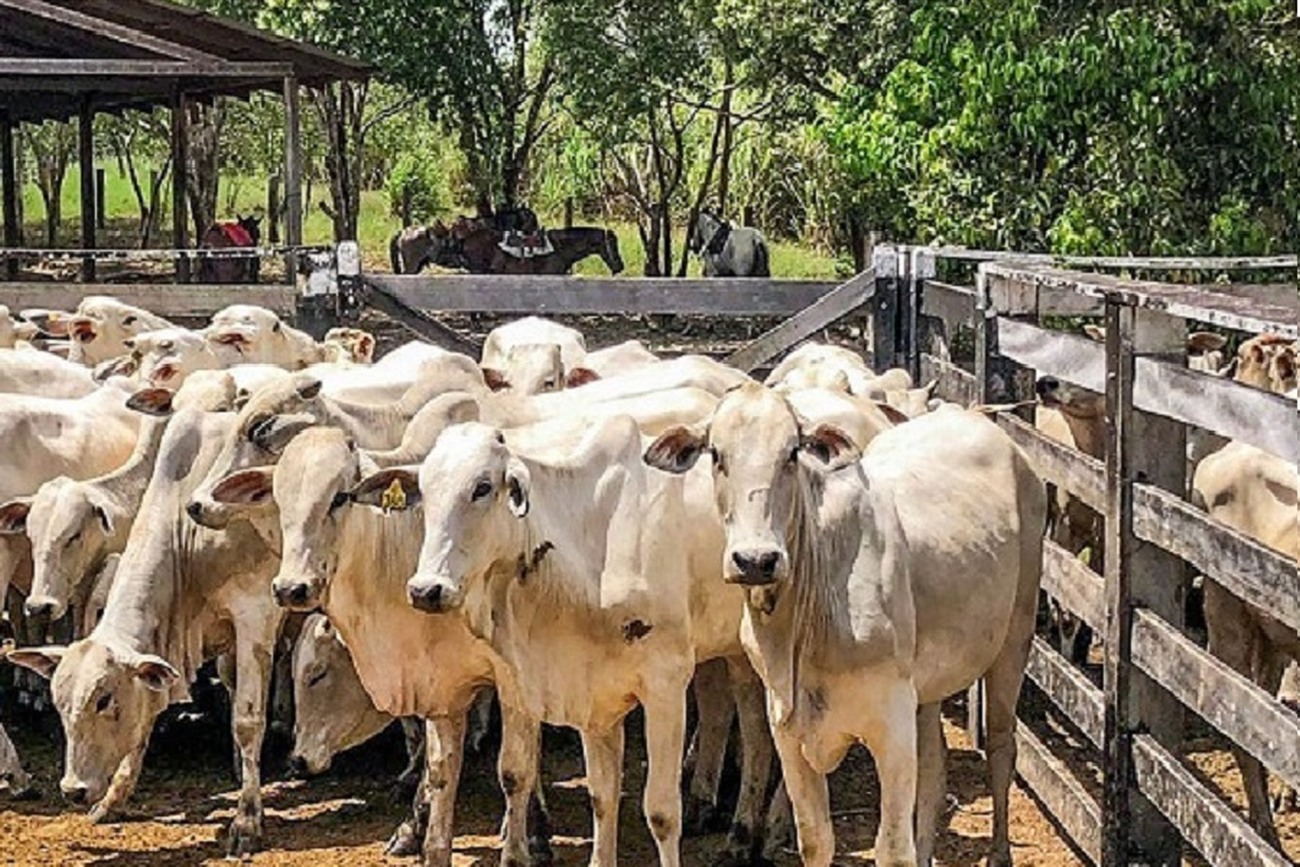 Até o momento, 18 produtores já se inscreveram para expor 416 animais