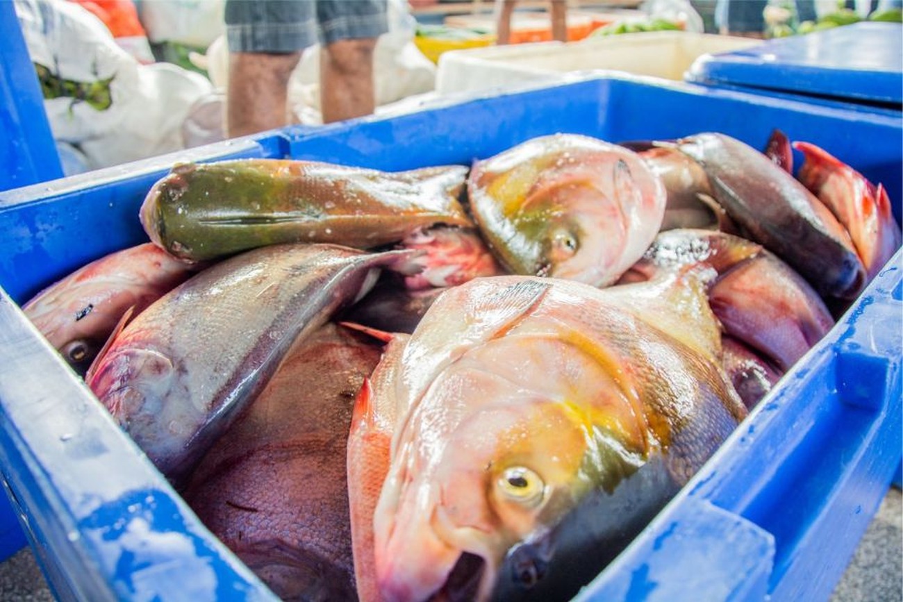 Durante o período ficam proibidas as atividades de coleta, captura, caça e pesca esportiva