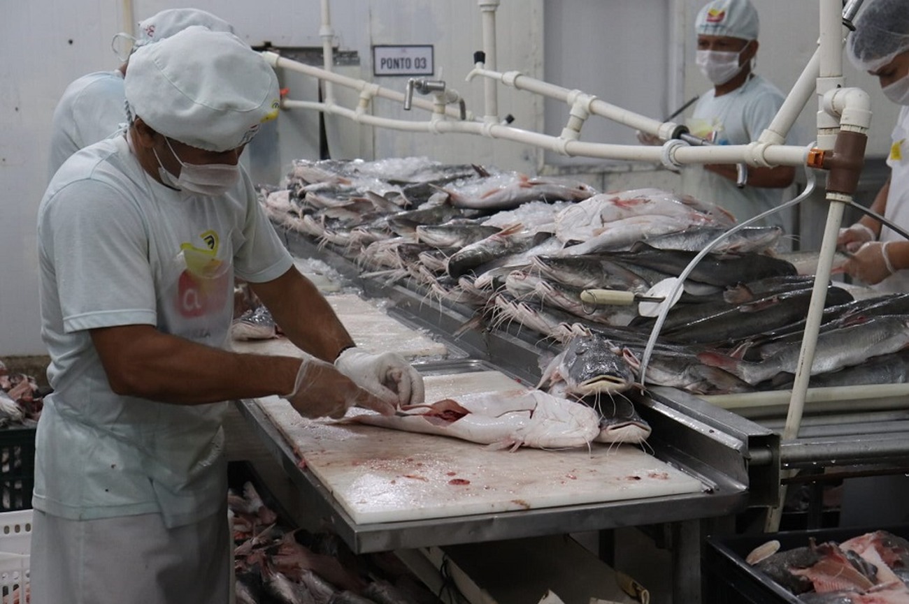 Com grandes rios e diversidade de espécies, pesca é vocação econômica do Amapá