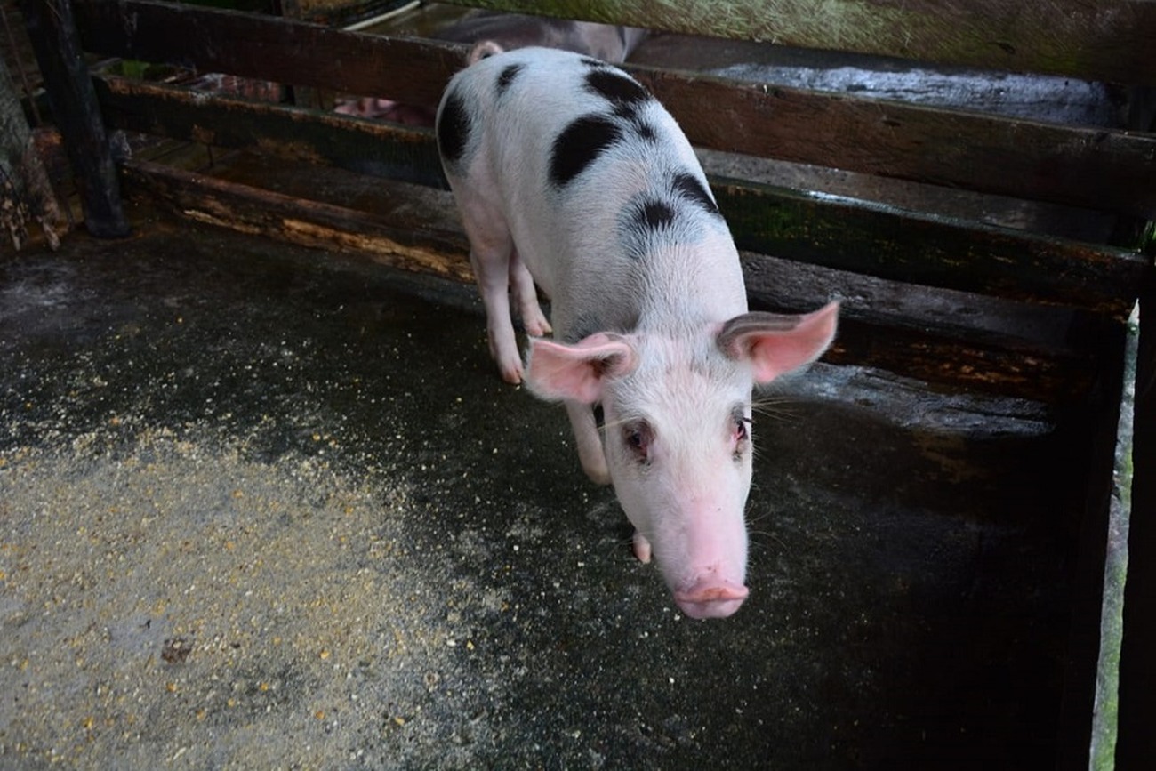 Está sendo montada uma granja com seis baias, dentro da Unidade Demonstrativa de Produção Rural