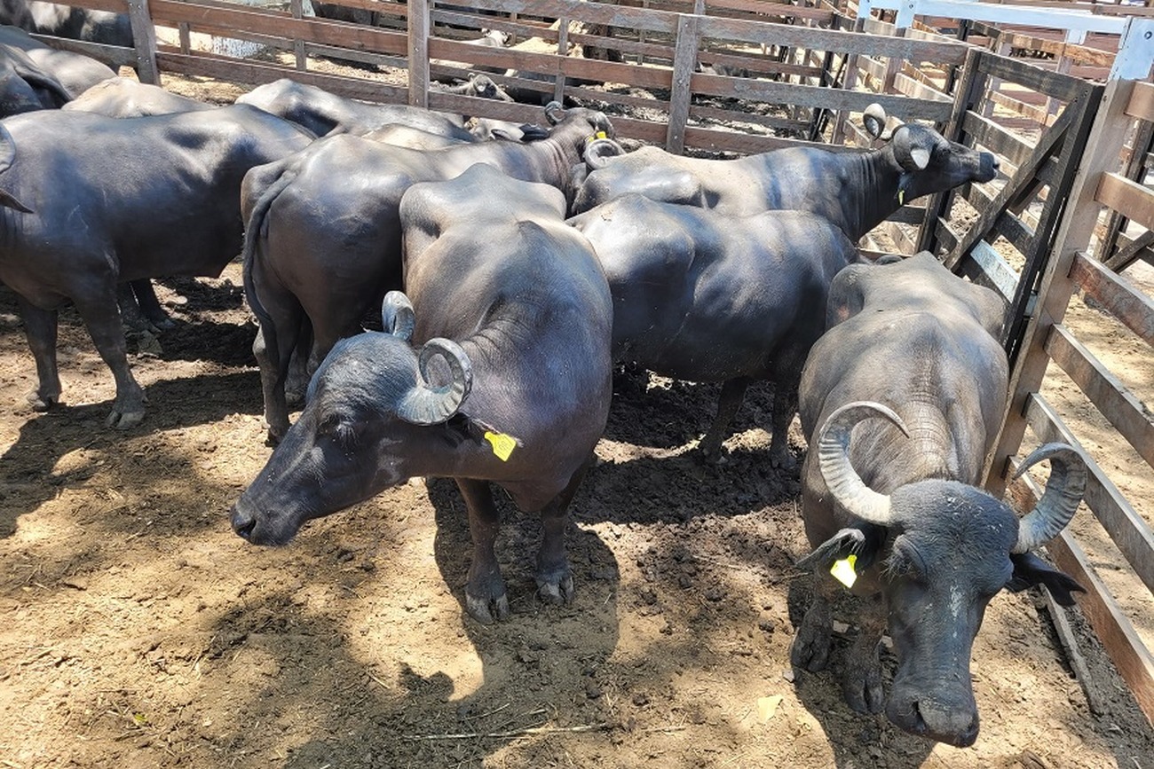 Os animais estão confinados no Parque de Exposições da Fazendinha, em Macapá, à disposição da Polícia Científica
