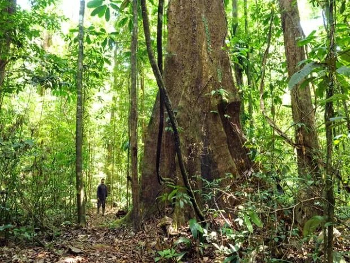 Atualmente, o Amapá mantém 21 Unidades de Conservação em seu território
