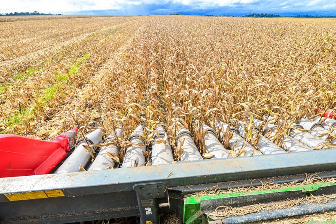 Fazenda no município de Porto Grande com mais de 300 hectares de plantio