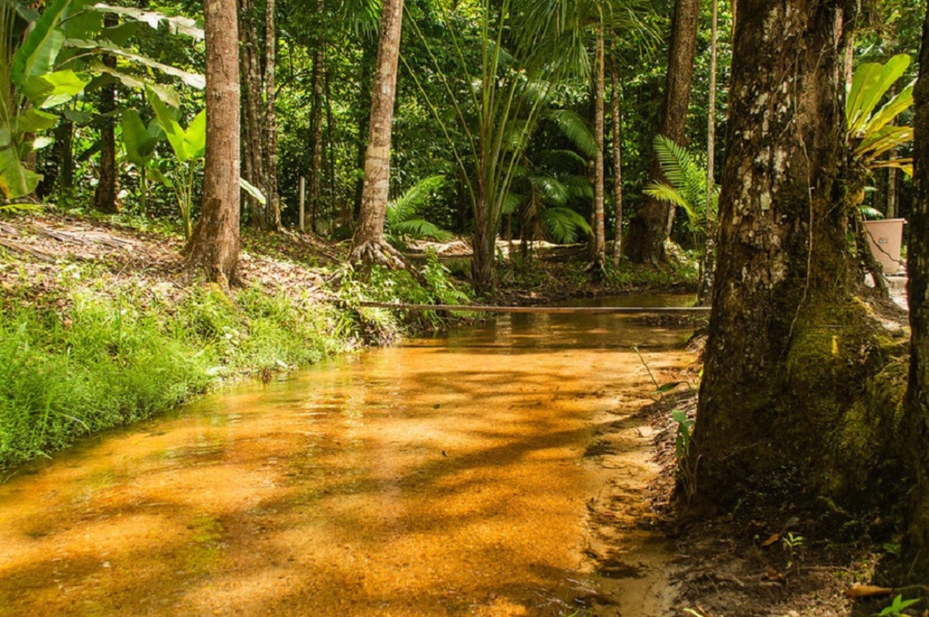 Os beneficiários receberão o pagamento de R$ 400 por hectare de excedente de vegetação nativa por ano