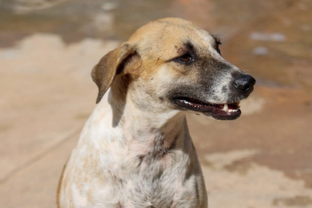 É importante deixar o animal abrigado do sol