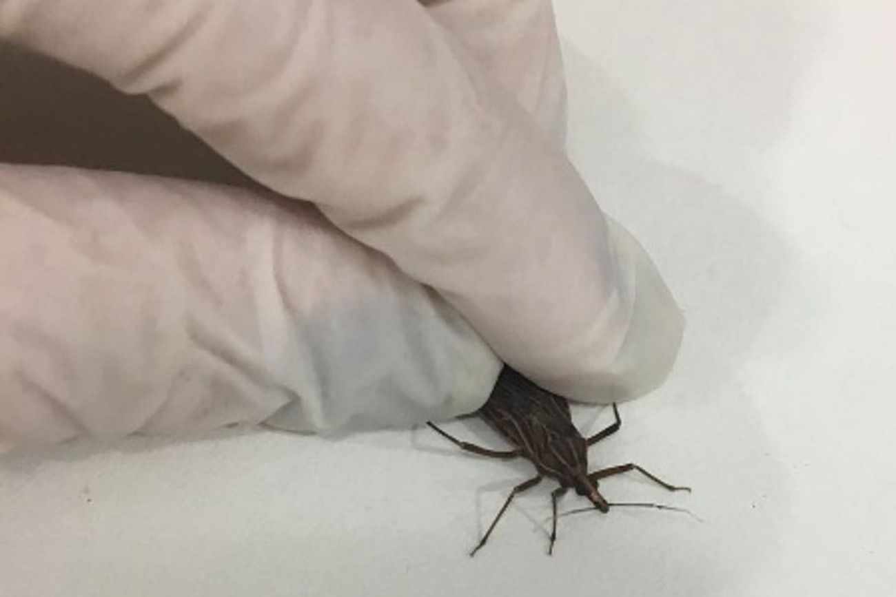 A infecção de Chagas é causada pelo Trypanosoma cruzi, cujo principal vetor é o inseto 'barbeiro'
