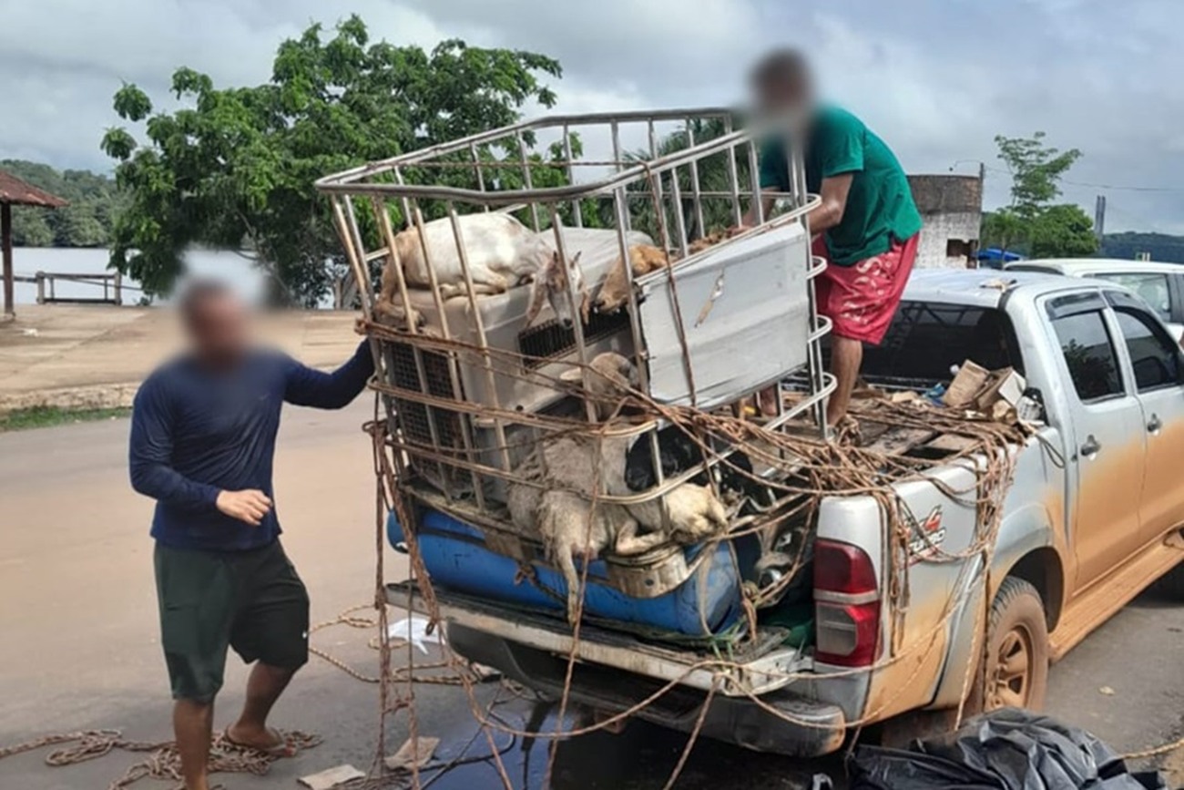 Os policiais observaram que haviam animais sendo transportados em condições precárias