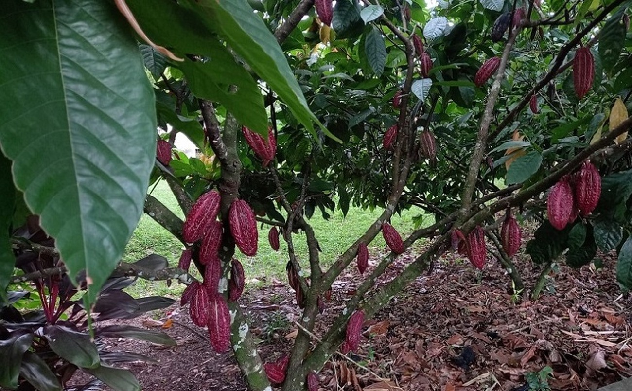 Monilíase é uma doença que ataca os frutos do cacaueiro e do cupuaçuzeiro