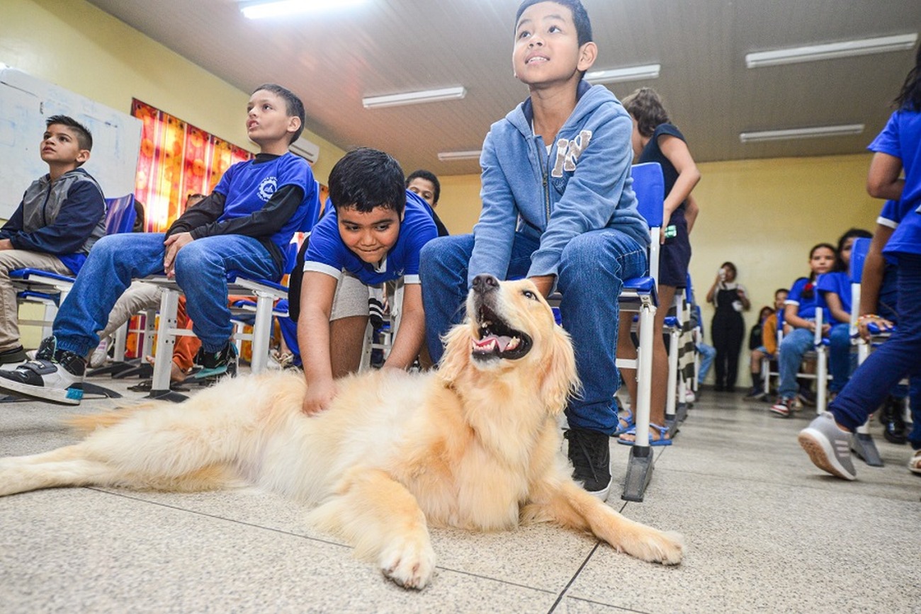 Amapaenses devem informar dados sobre animais domésticos e de rua